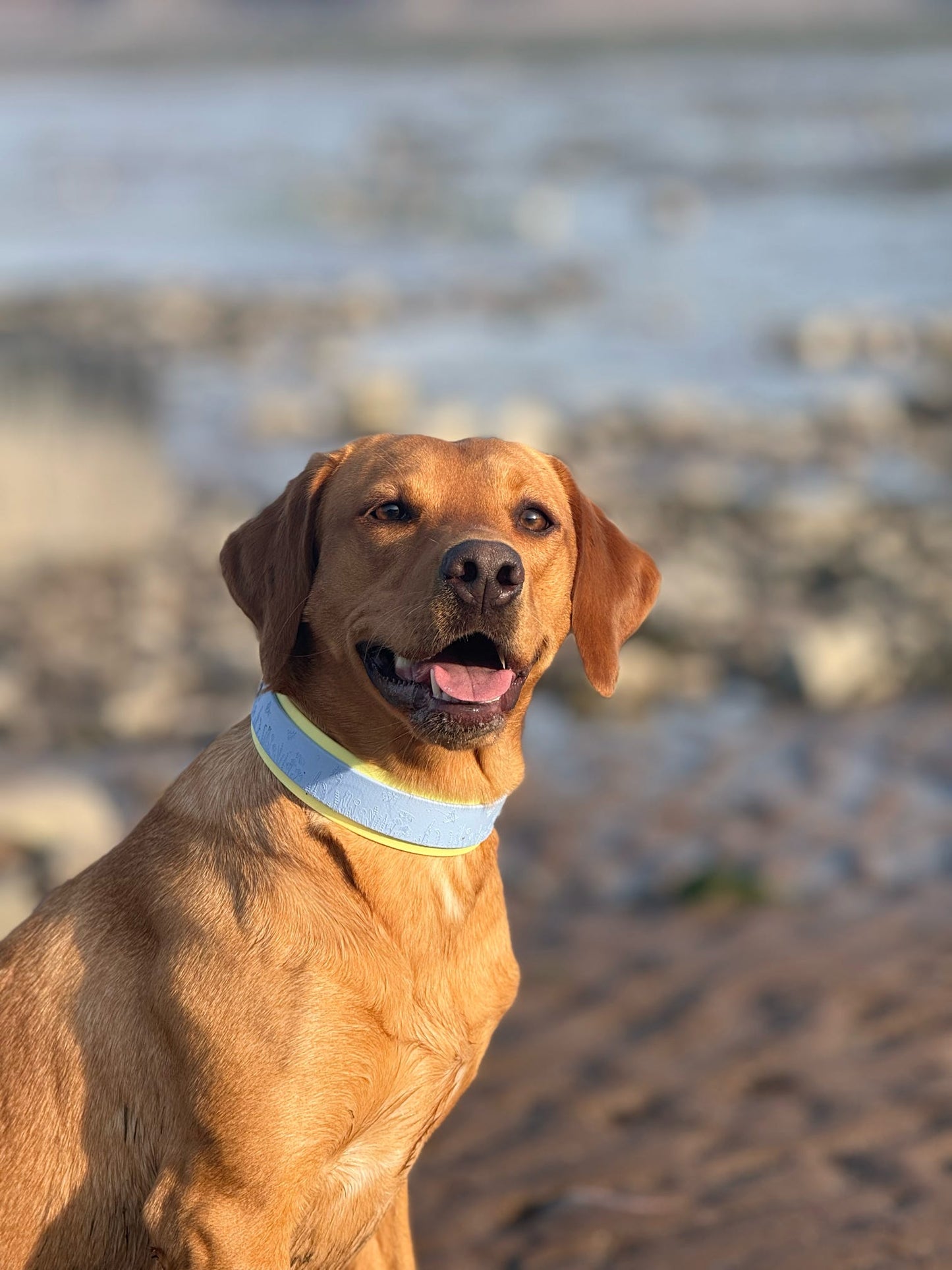 Labrador wearing pastel blue bee dog collar on a beach