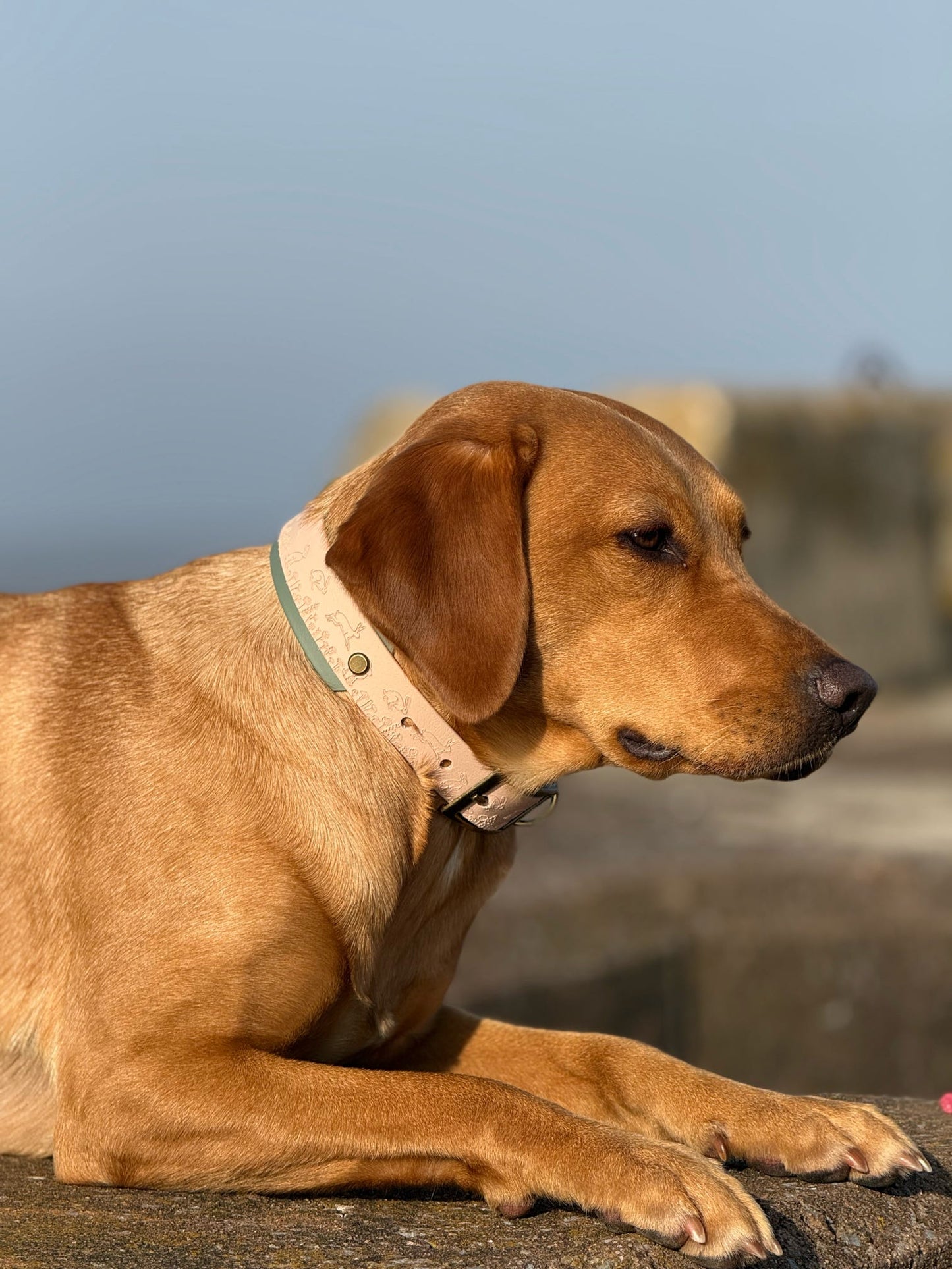 Wild Hare (Moss) - Embossed Hound Collar
