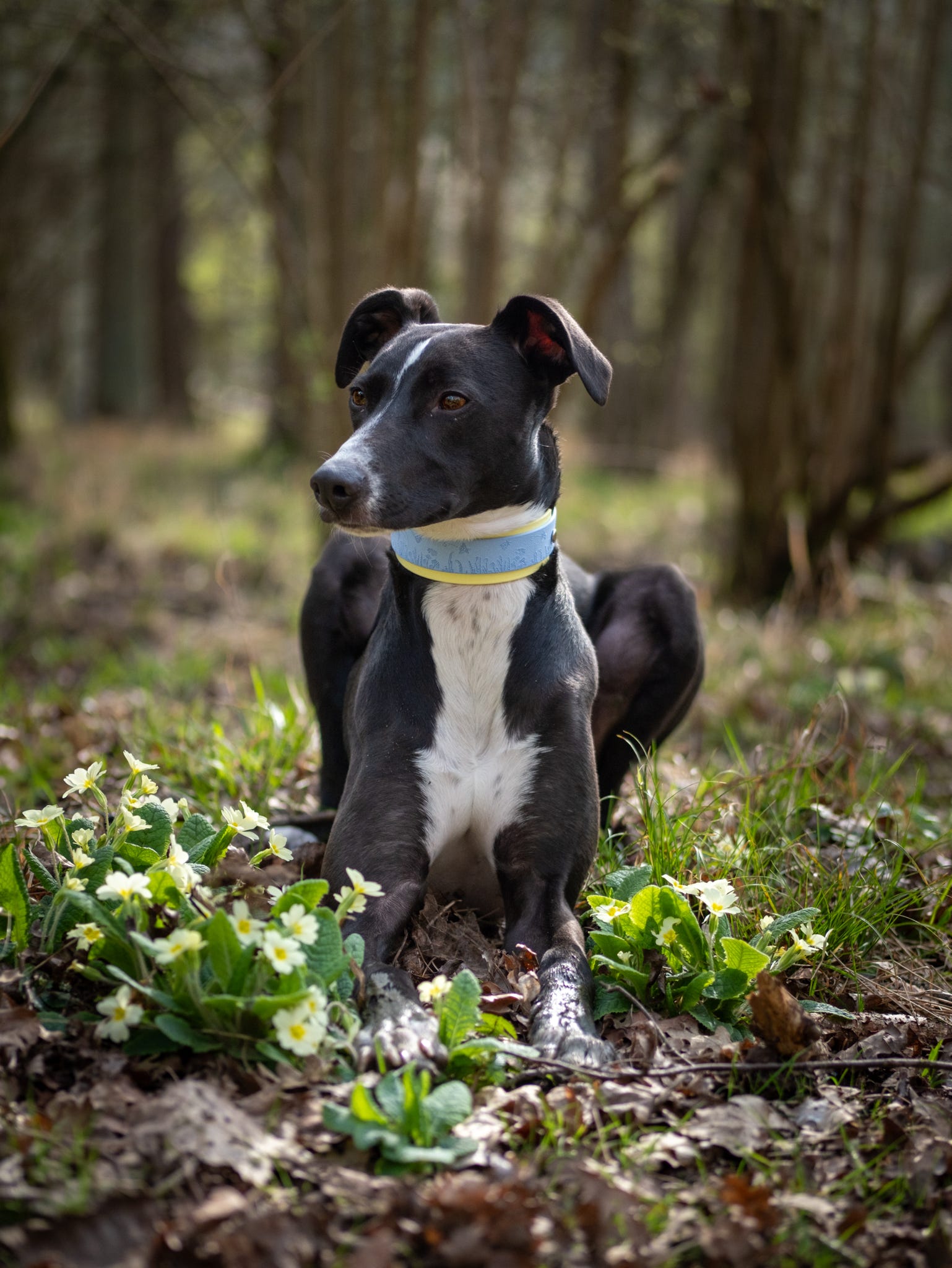 Black lurcher sighthound wearing pastel blue bee and wildflower dog collar in woodland setting