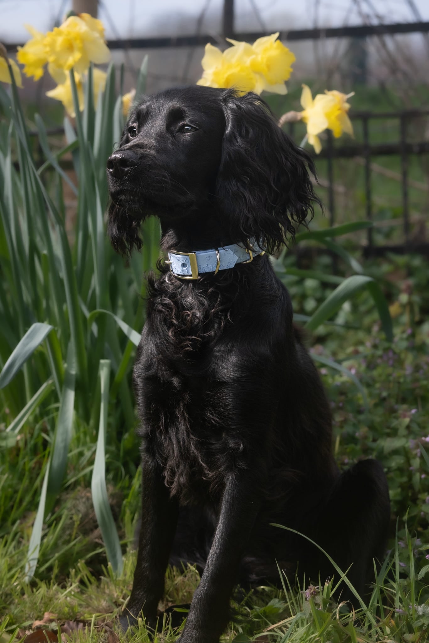 Black spaniel sat in woodland alongside daffodils wearing Bees & Blooms dog collar
