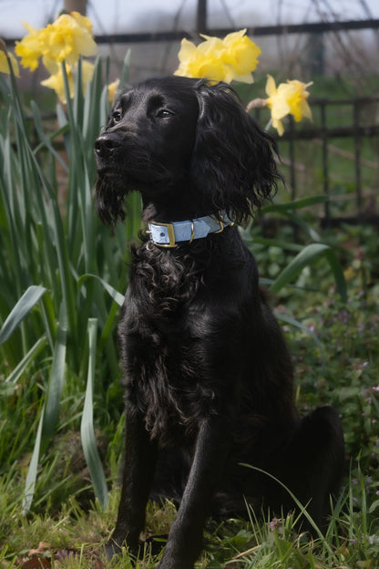 Black spaniel sat in woodland alongside daffodils wearing Bees & Blooms dog collar