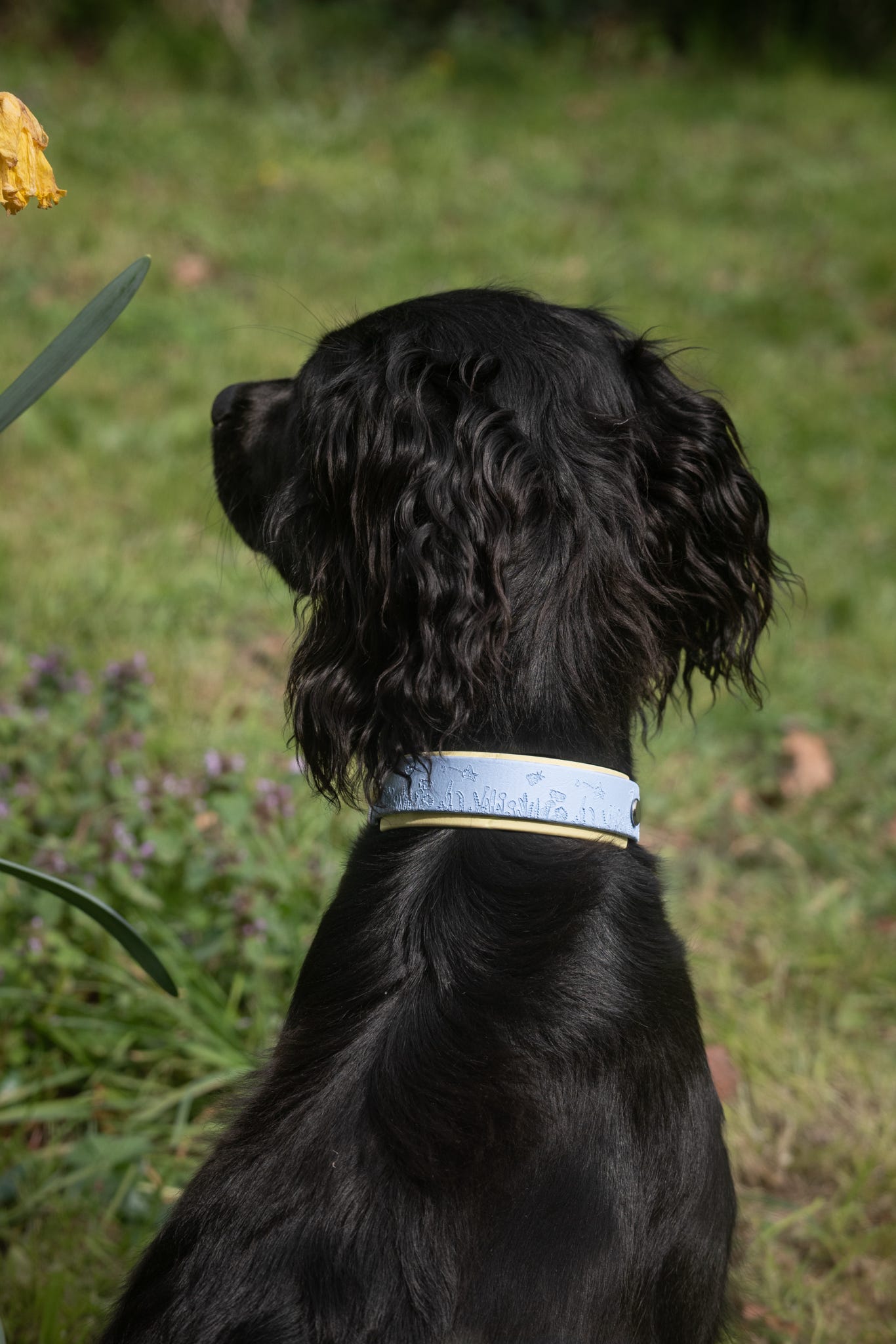 Spaniel wearing pastel blue floral dog collar sitting among daffodils