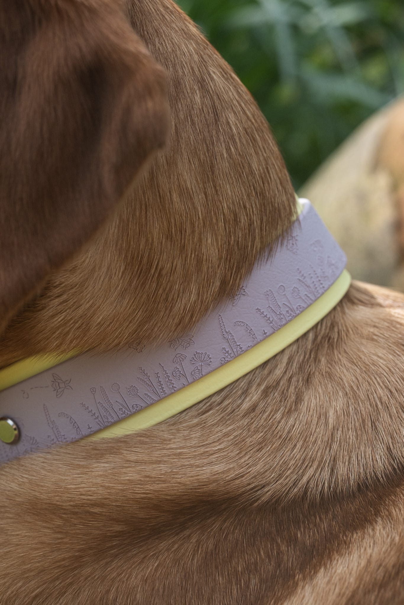 Close up of lilac dog collar with embossed bee and wildflower pattern
