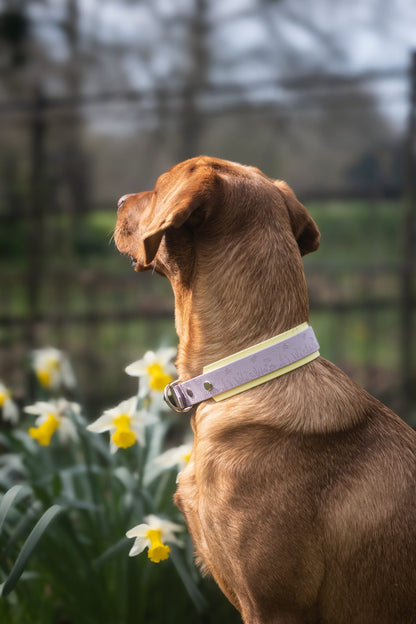 Rear view of brown dog wearing pastel purple floral dog collar near daffodils