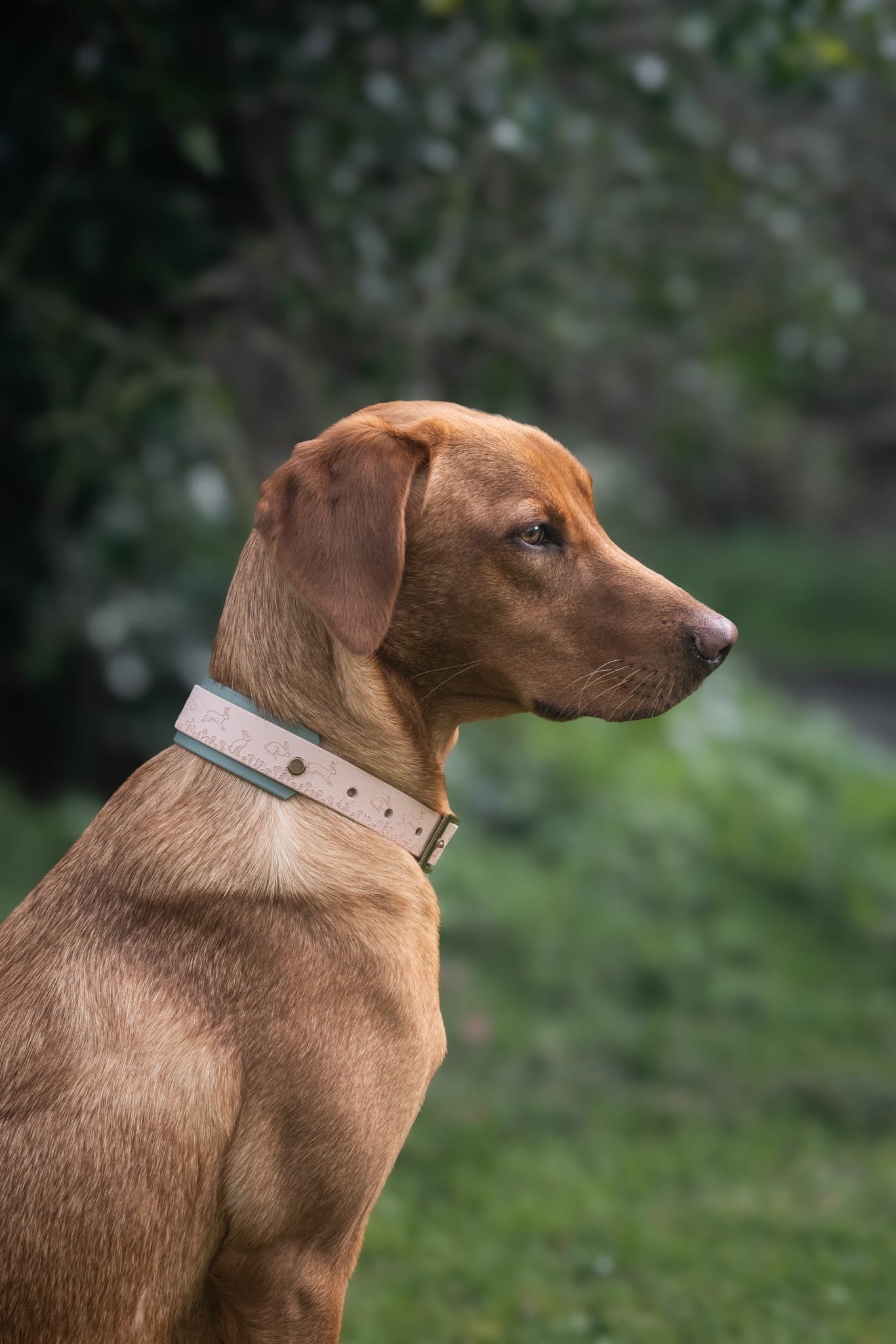 Wild Hare (Moss) - Embossed Hound Collar