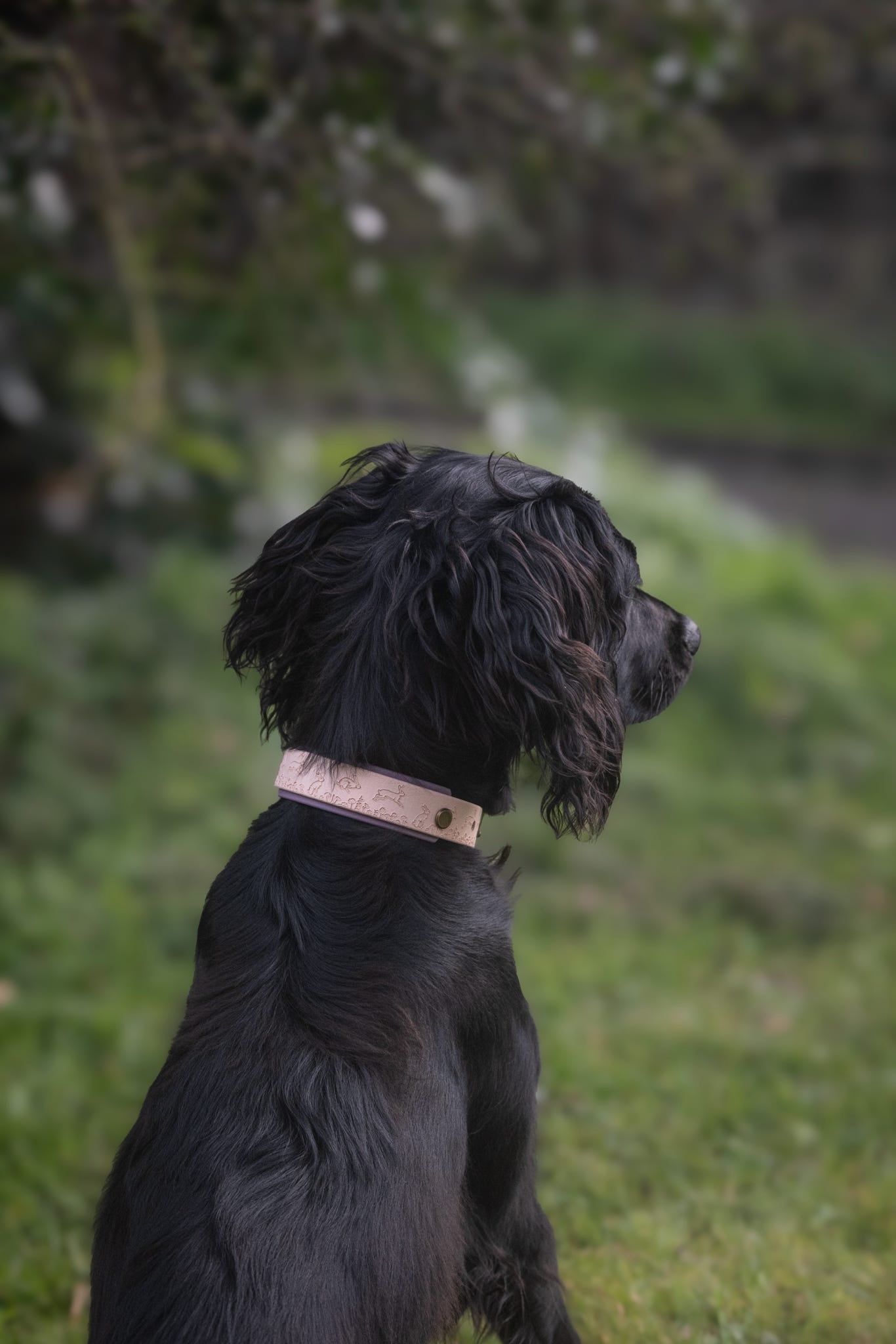 Black dog wearing embossed countryside dog collar with hare design
