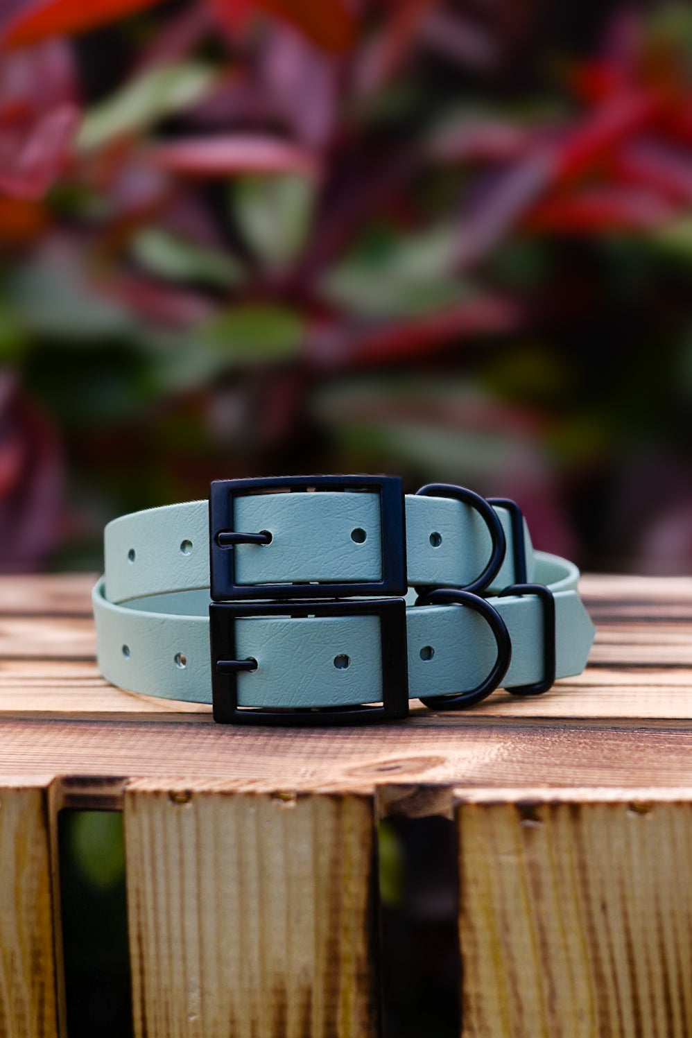 Sage - Explorer Dog Collar