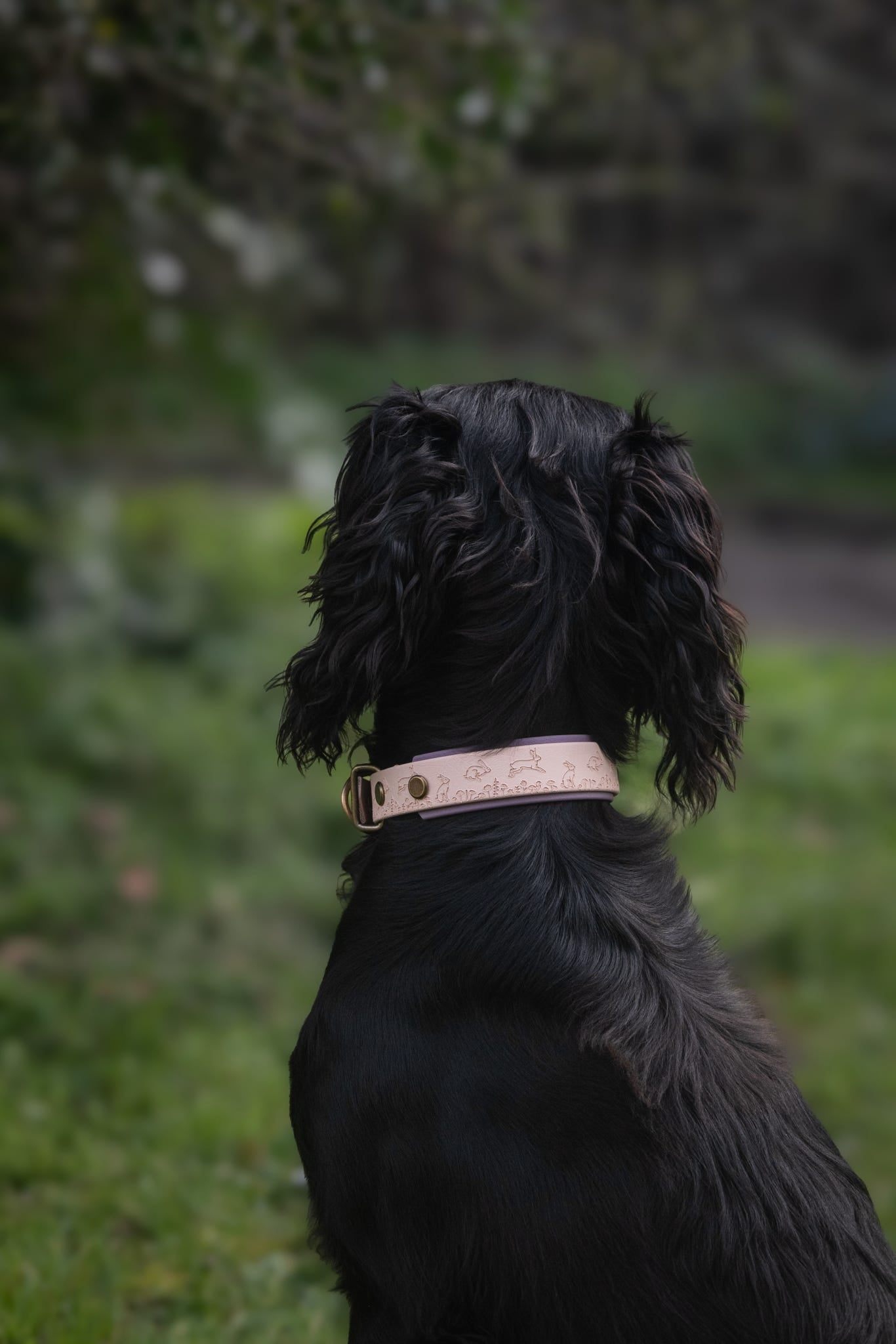 Close-up of Wild Hare collar wrapped around dog neck showing antique hardware