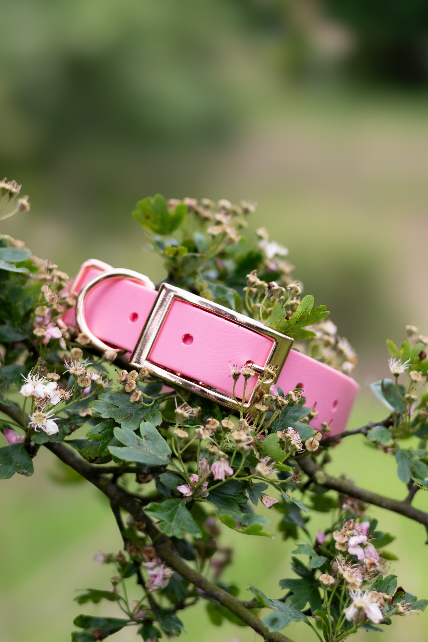 Sakura - Explorer Collar