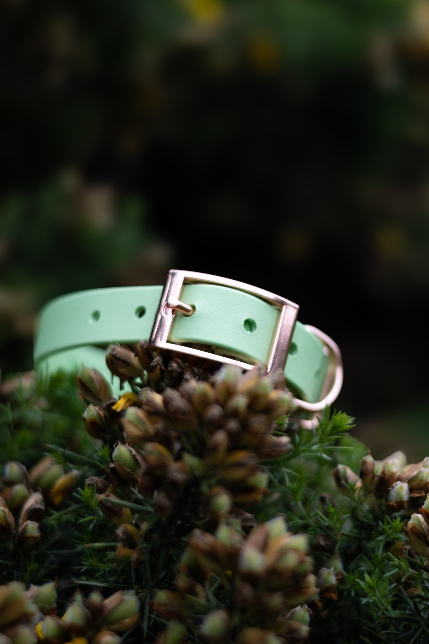 Spring Fields - Explorer Collar