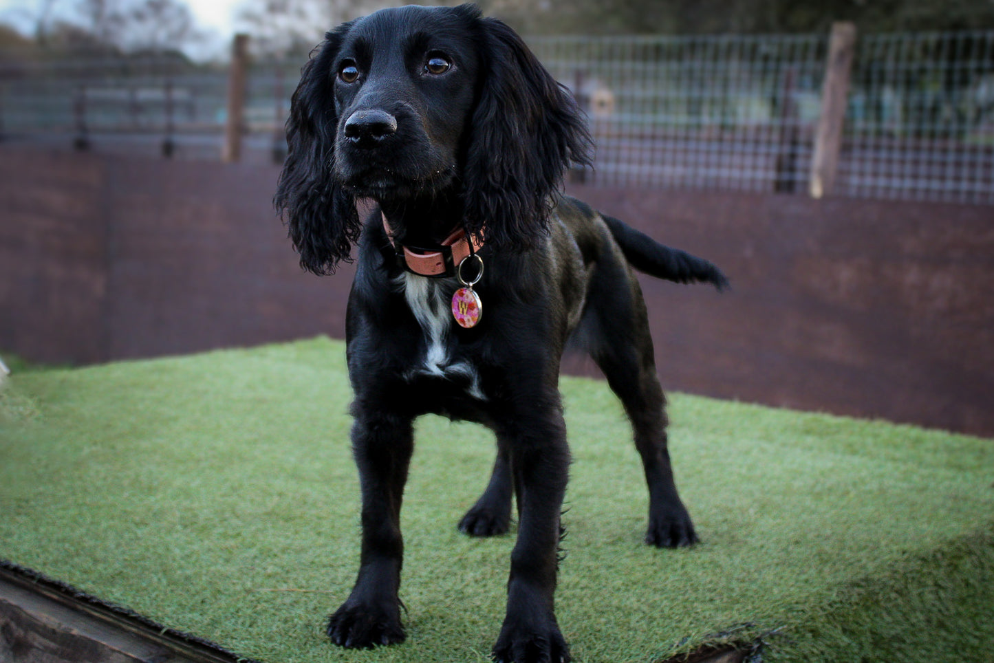 Sorbet - Biothane Dog Collar (Waterproof)