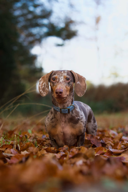 Golden Slate - SS Explorer Collar