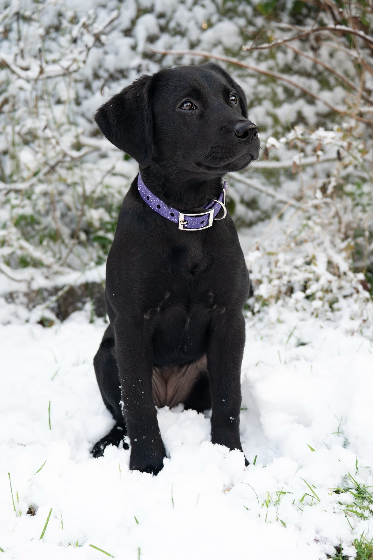 Wisteria - SS Explorer Collar