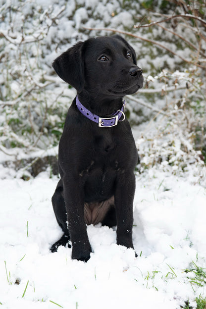 Wisteria - SS Explorer Collar