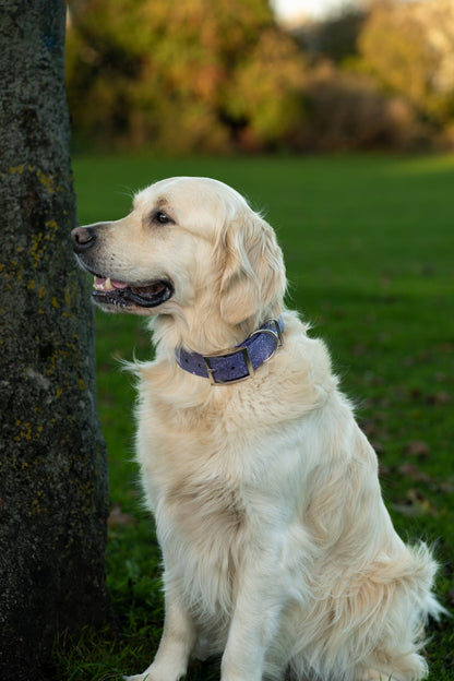 Wisteria - SS Explorer Collar