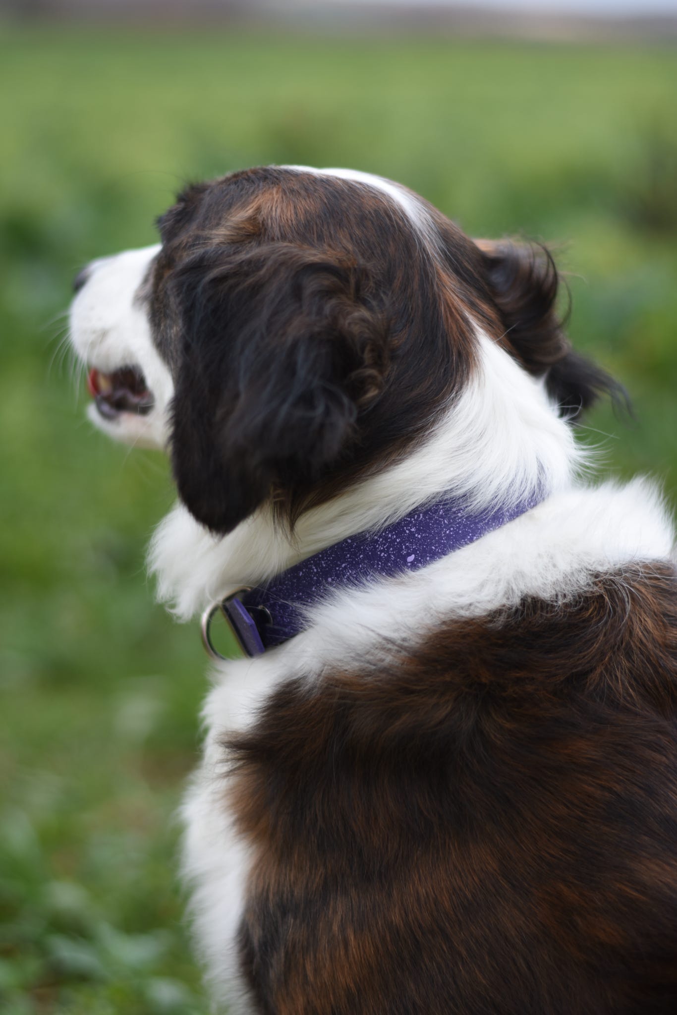 Wisteria - SS Explorer Collar