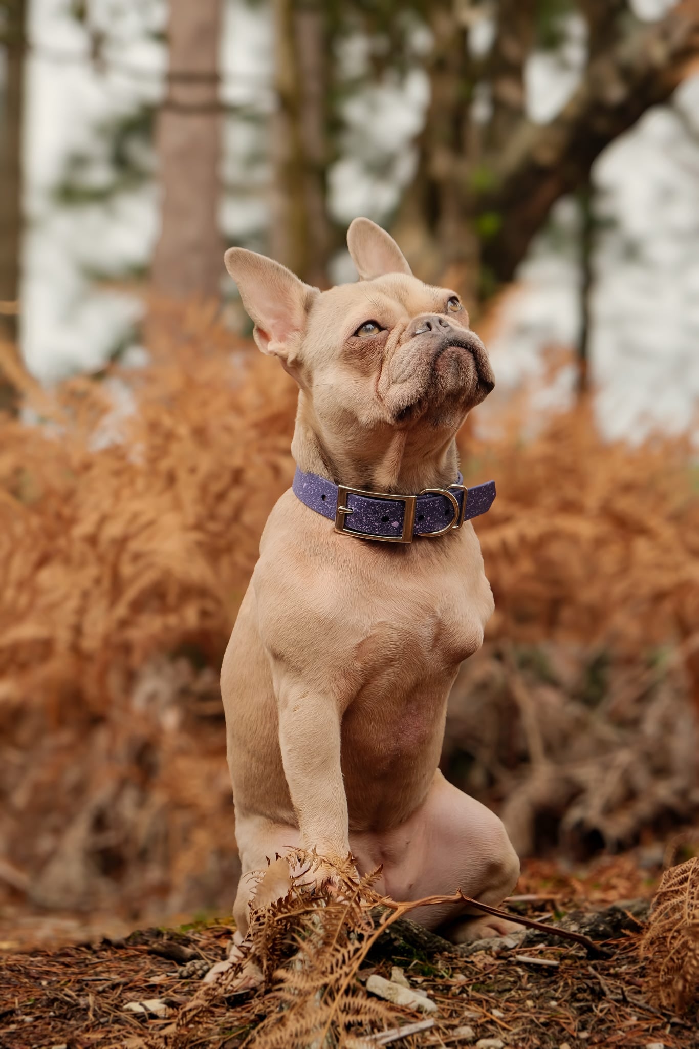 Wisteria - SS Explorer Collar