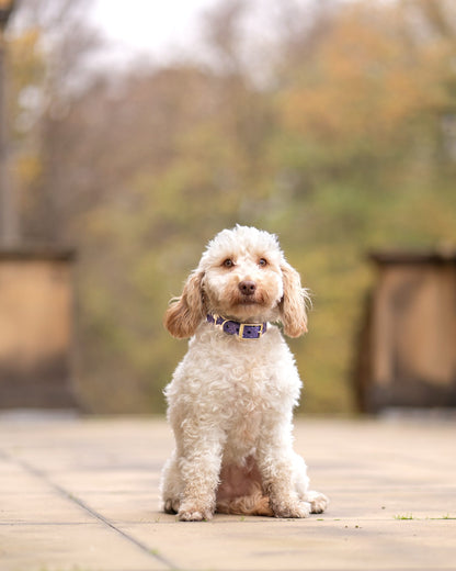 Wisteria - SS Explorer Collar
