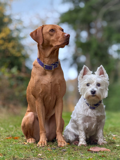 Wisteria - SS Explorer Collar