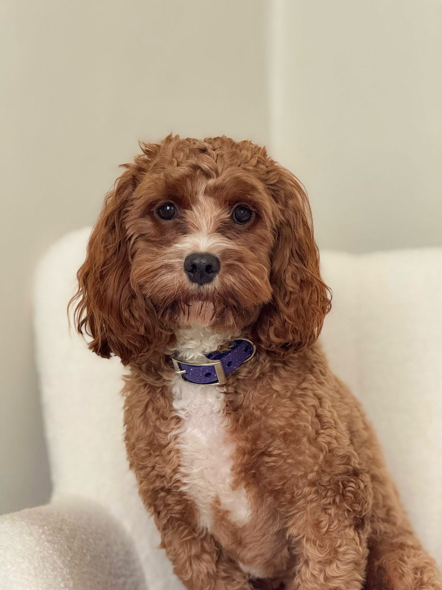 Wisteria - SS Explorer Collar