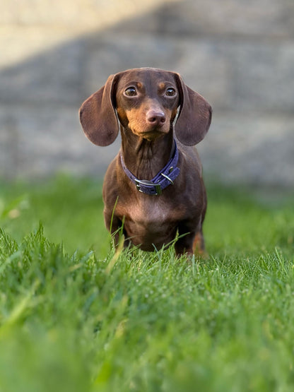 Wisteria - SS Explorer Collar