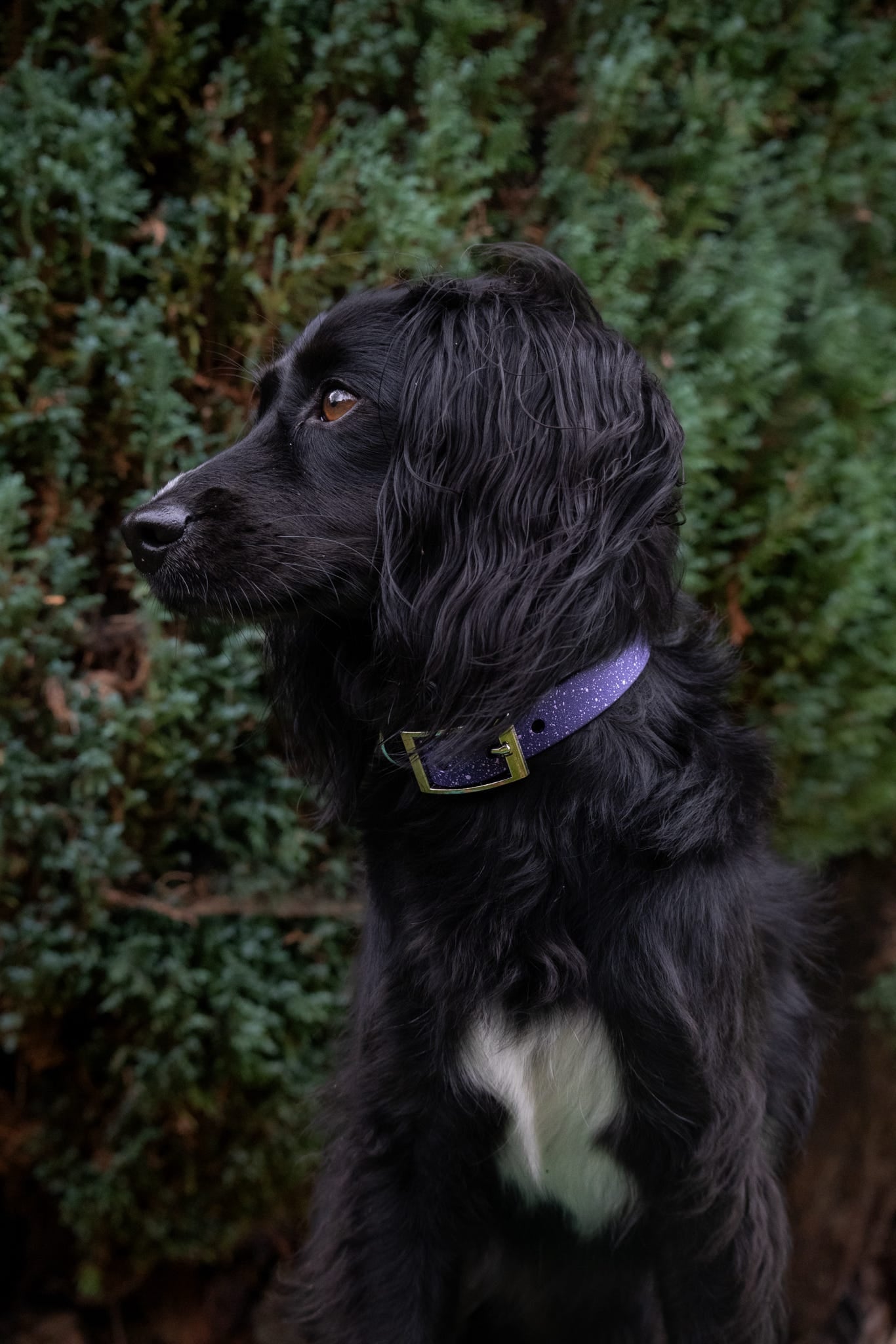 Wisteria - SS Explorer Collar