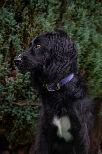 Wisteria - SS Explorer Collar