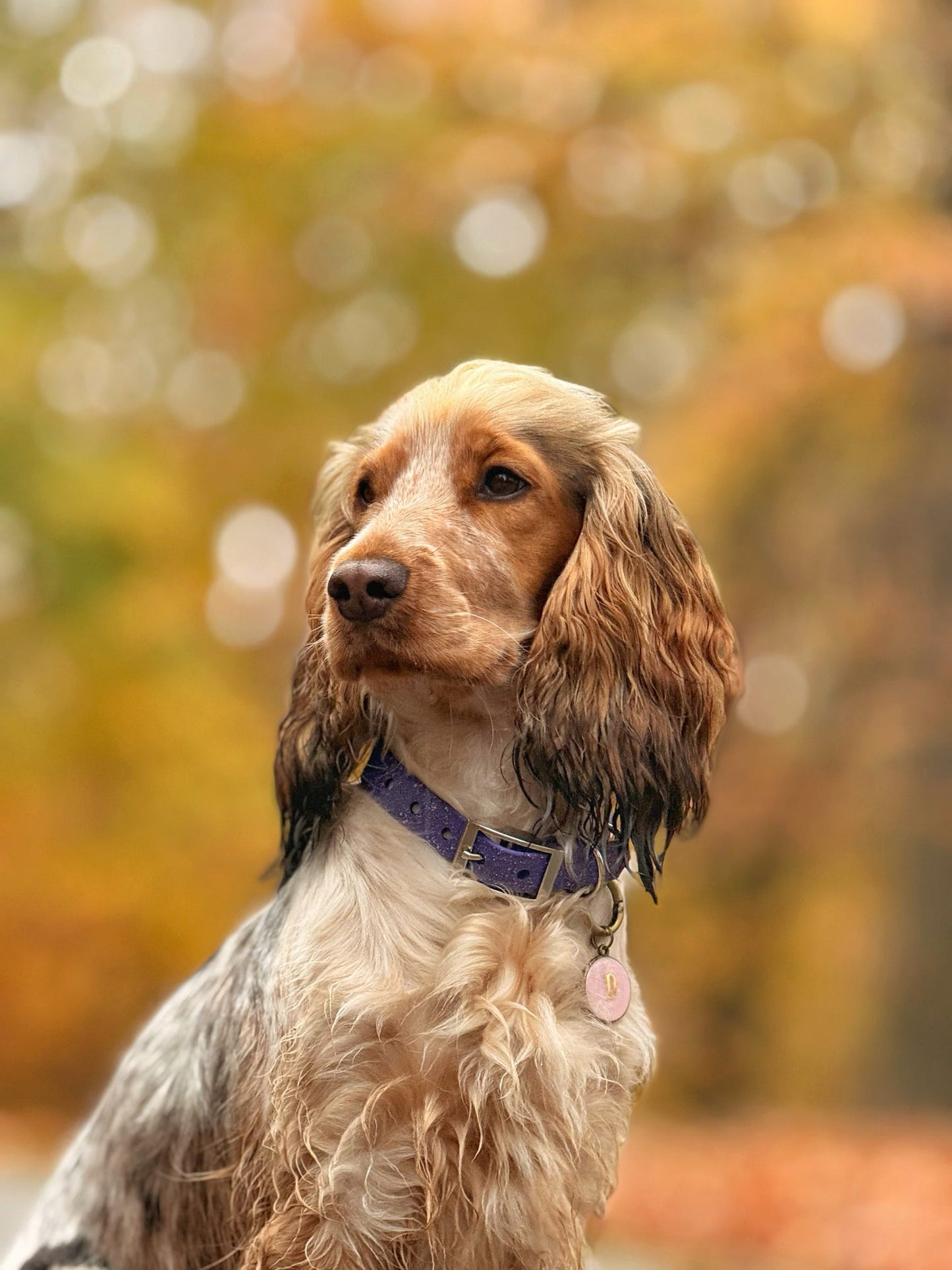 Wisteria - SS Explorer Collar