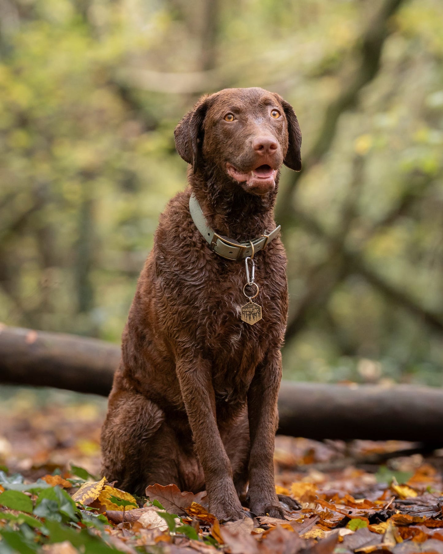 Bracken - SS Explorer Collar