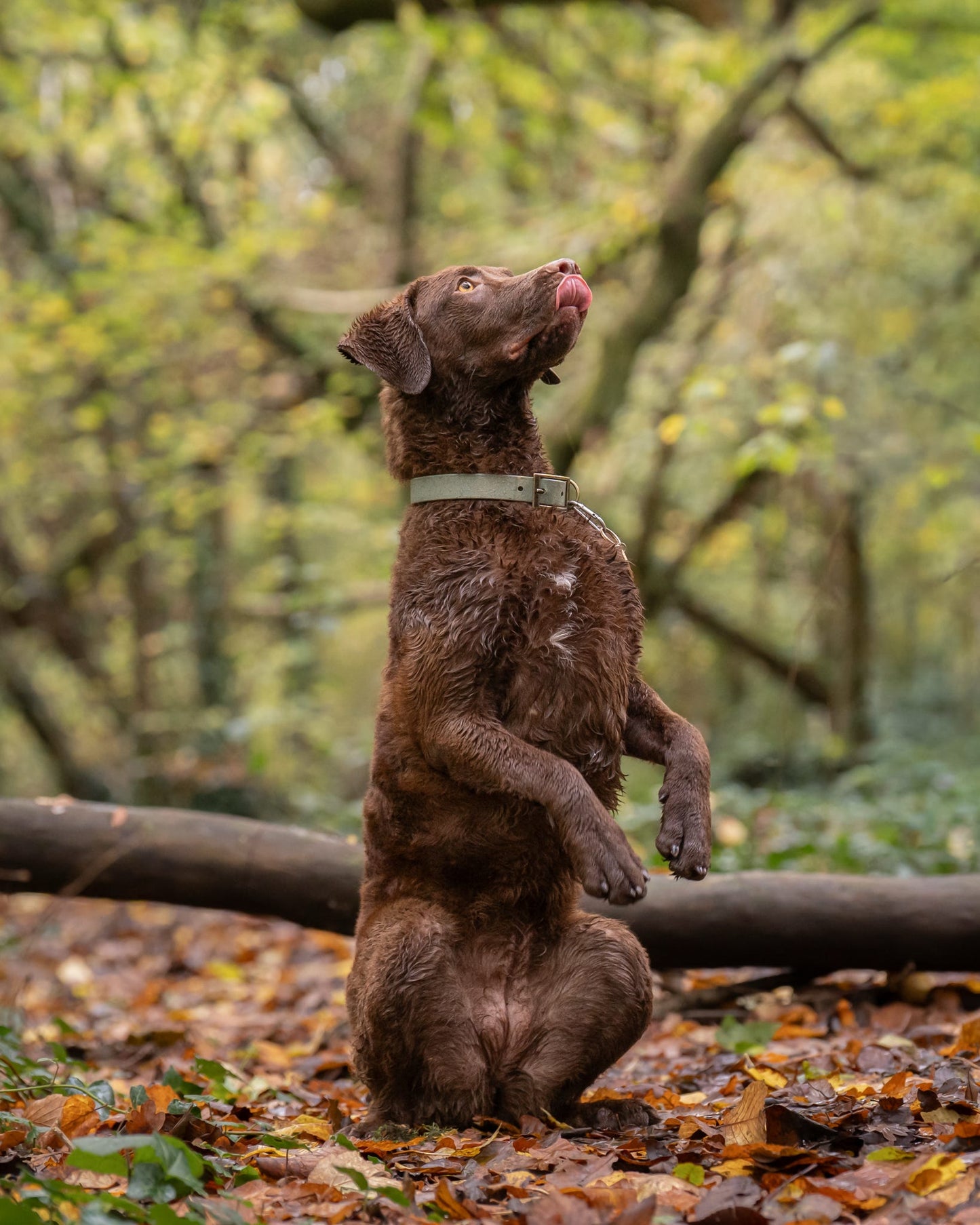 Bracken - SS Explorer Collar