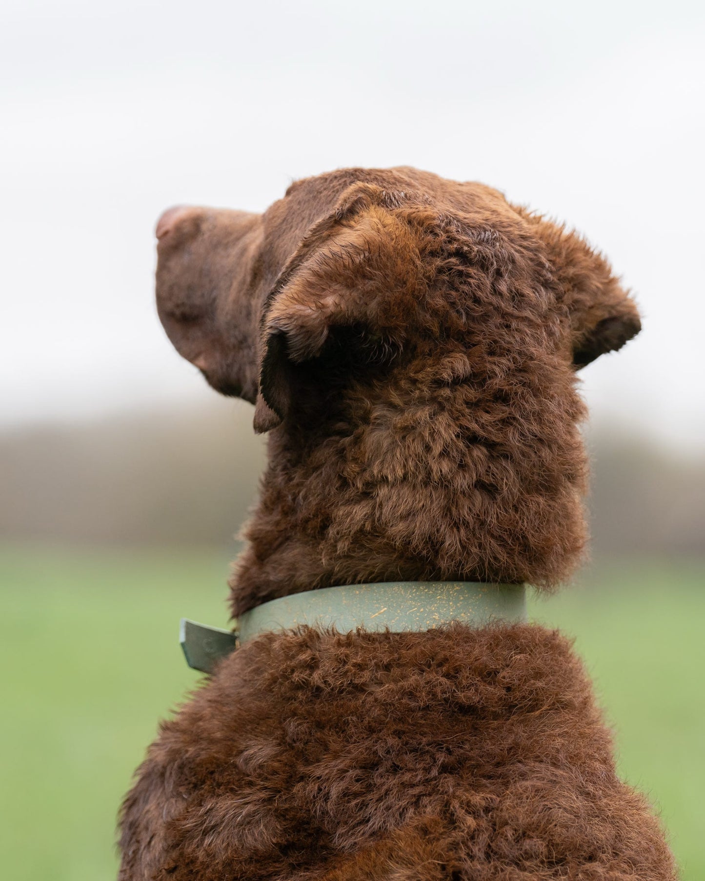 Bracken - SS Explorer Collar