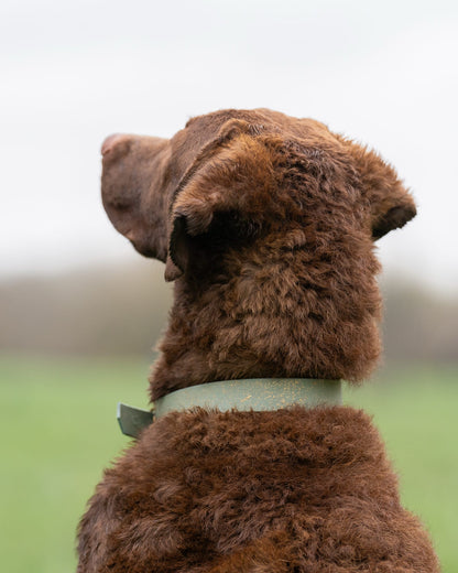 Bracken - SS Explorer Collar