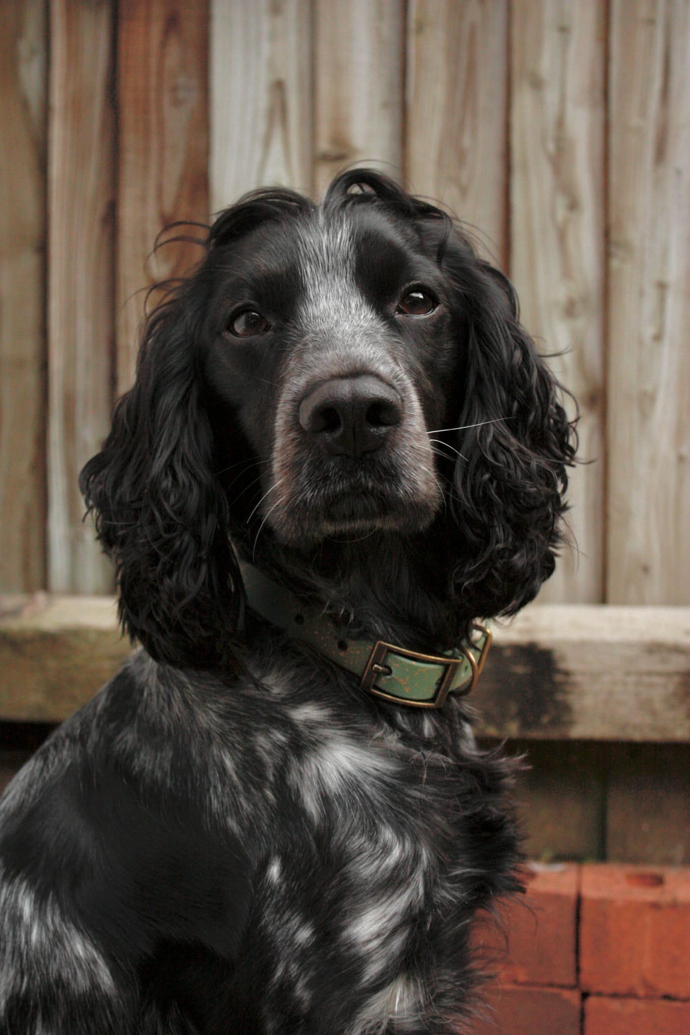 Bracken - SS Explorer Collar