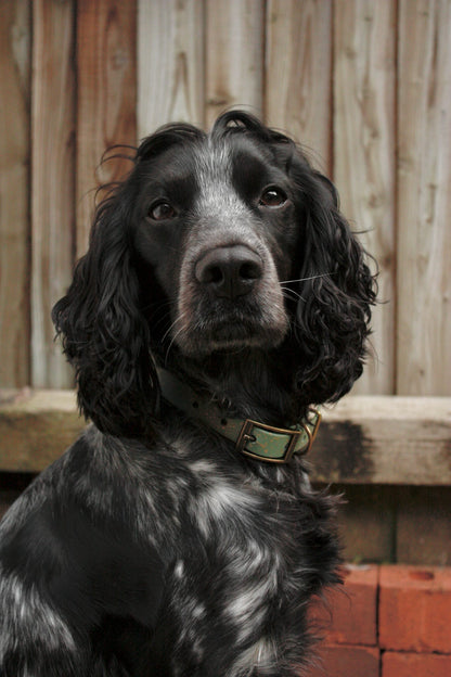 Bracken - SS Explorer Collar