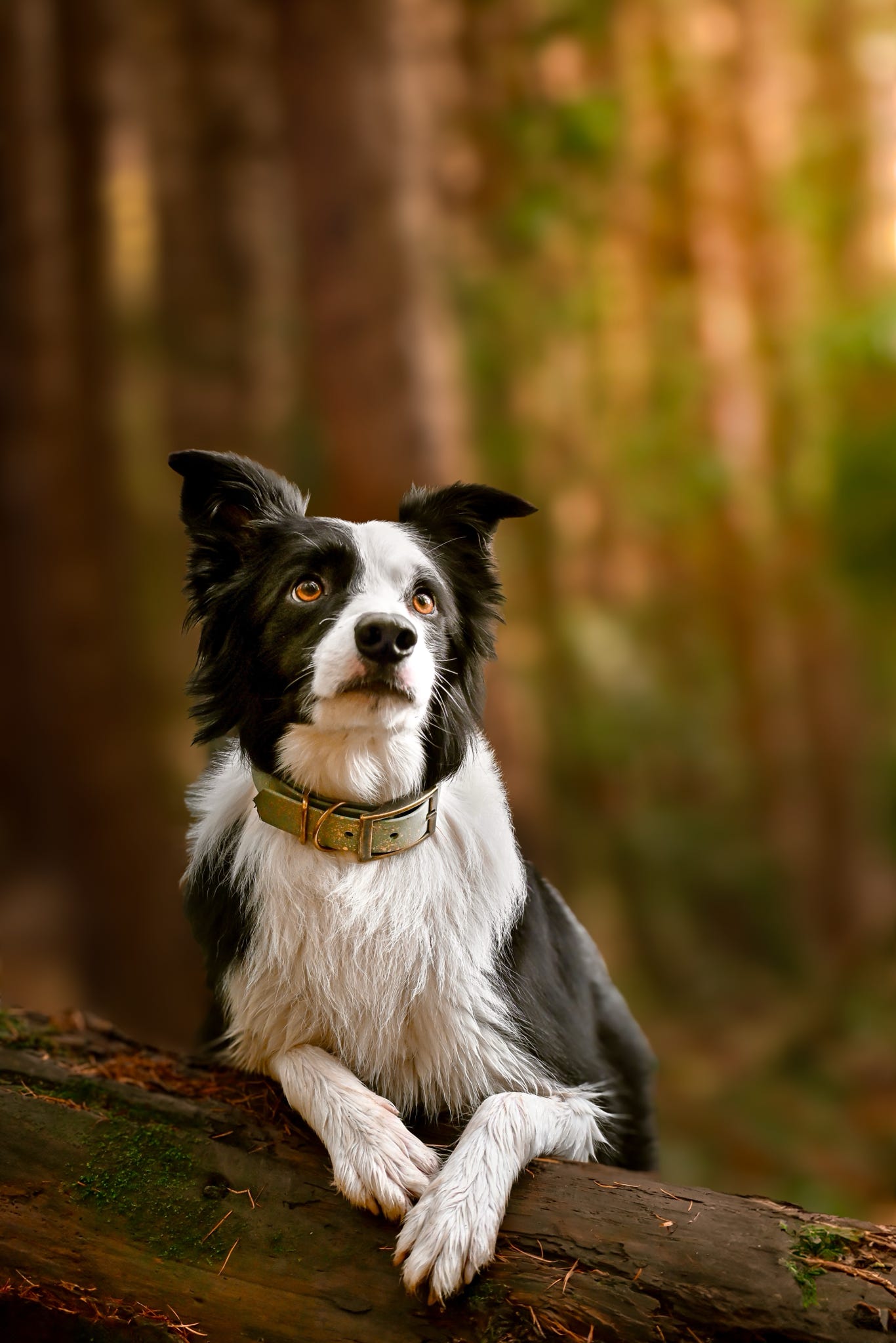 Bracken - SS Explorer Collar