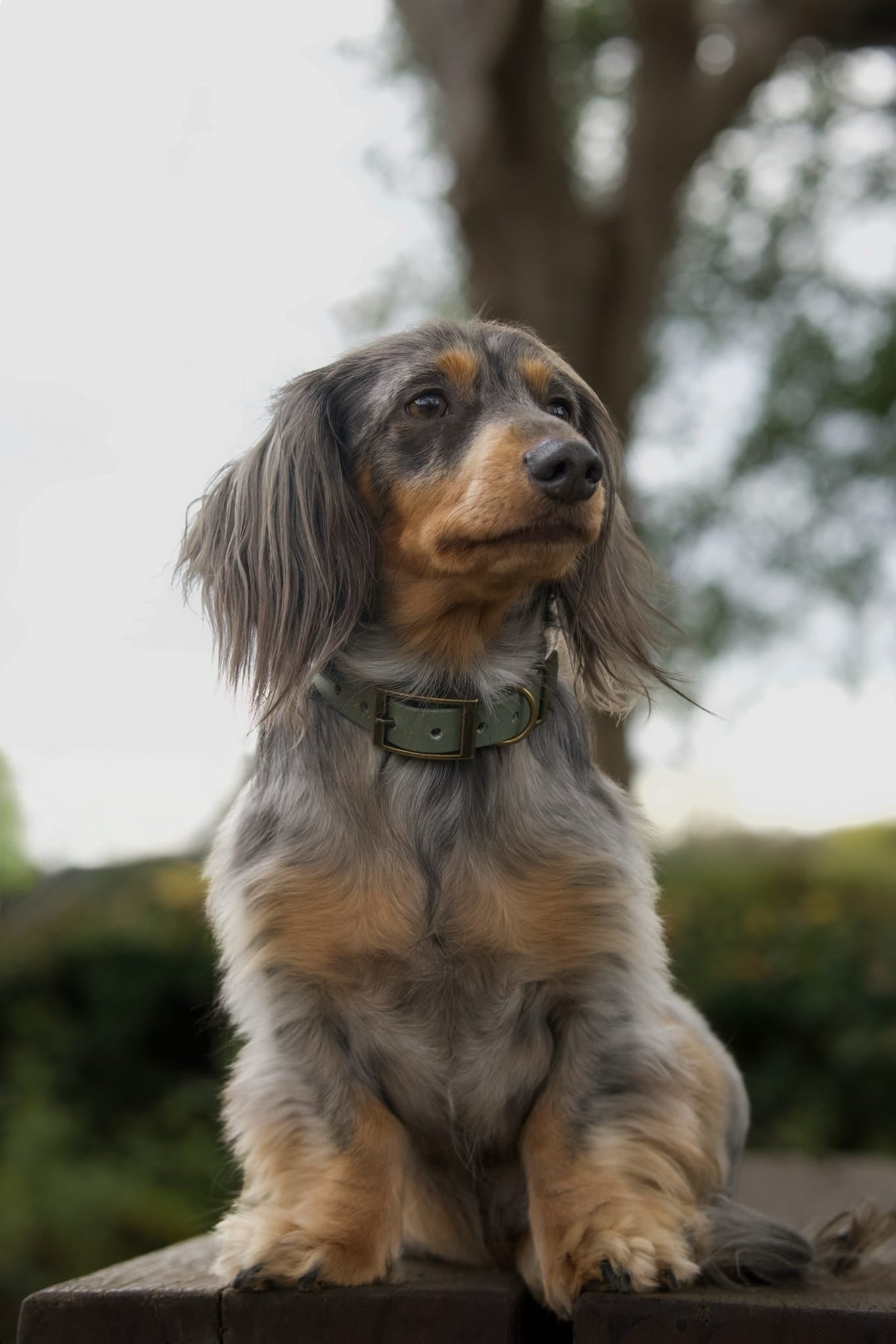 Bracken - SS Explorer Collar