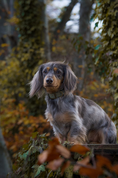 Bracken - SS Explorer Collar