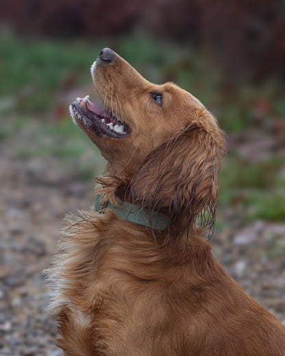 Bracken - SS Explorer Collar