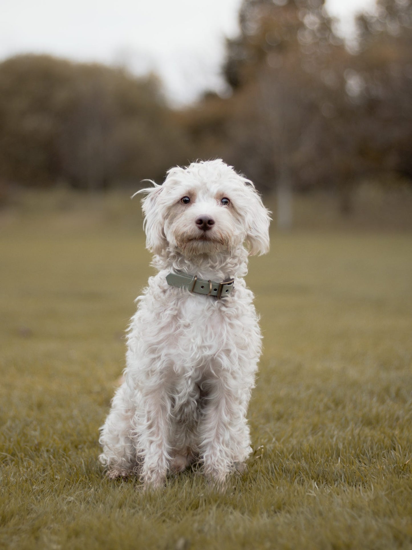 Bracken - SS Explorer Collar