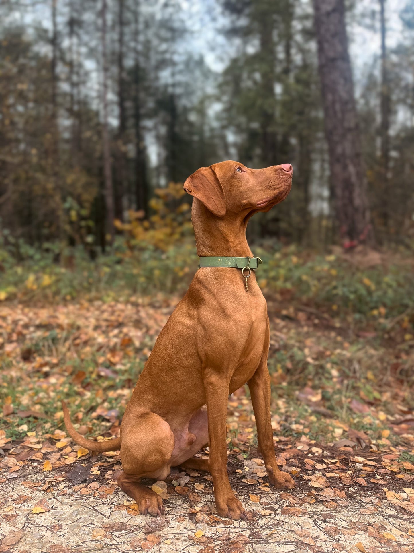 Bracken - SS Explorer Collar