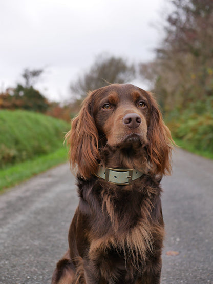 Bracken - SS Explorer Collar