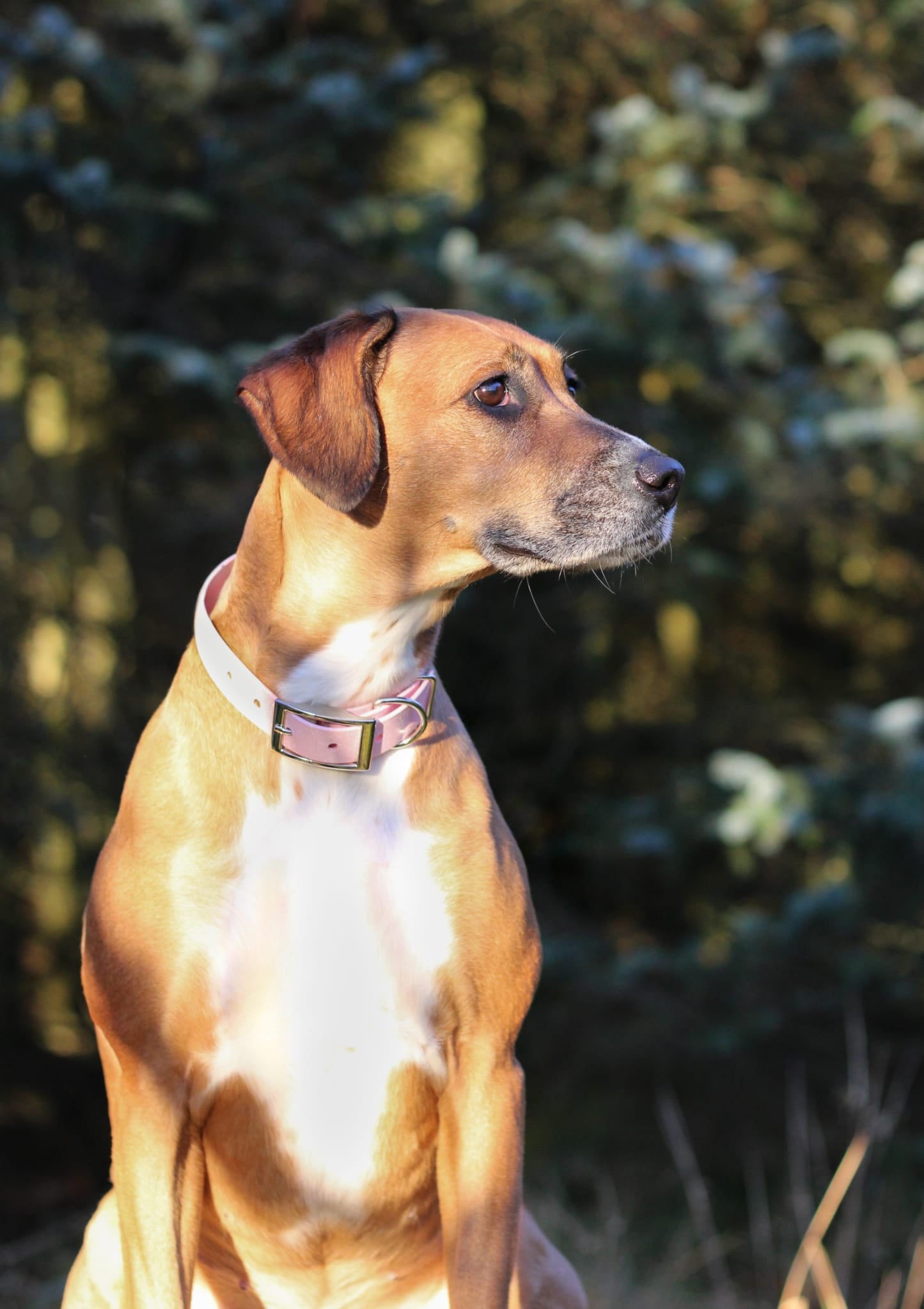 Peony - SS Explorer Collar