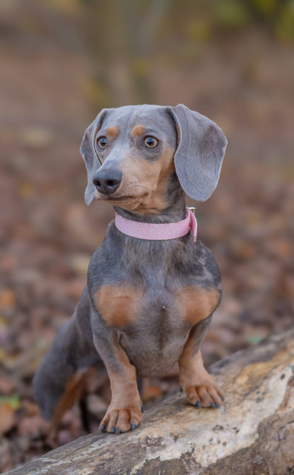 Peony - SS Explorer Collar