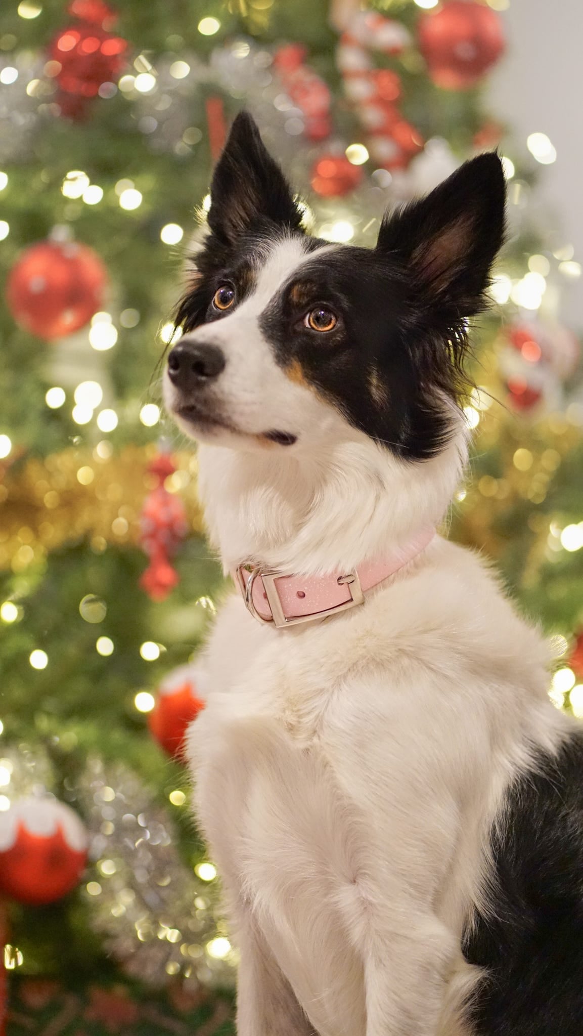 Peony - SS Explorer Collar