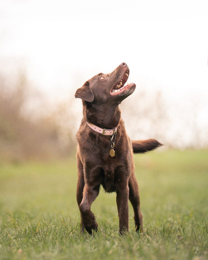 Peony - SS Explorer Collar