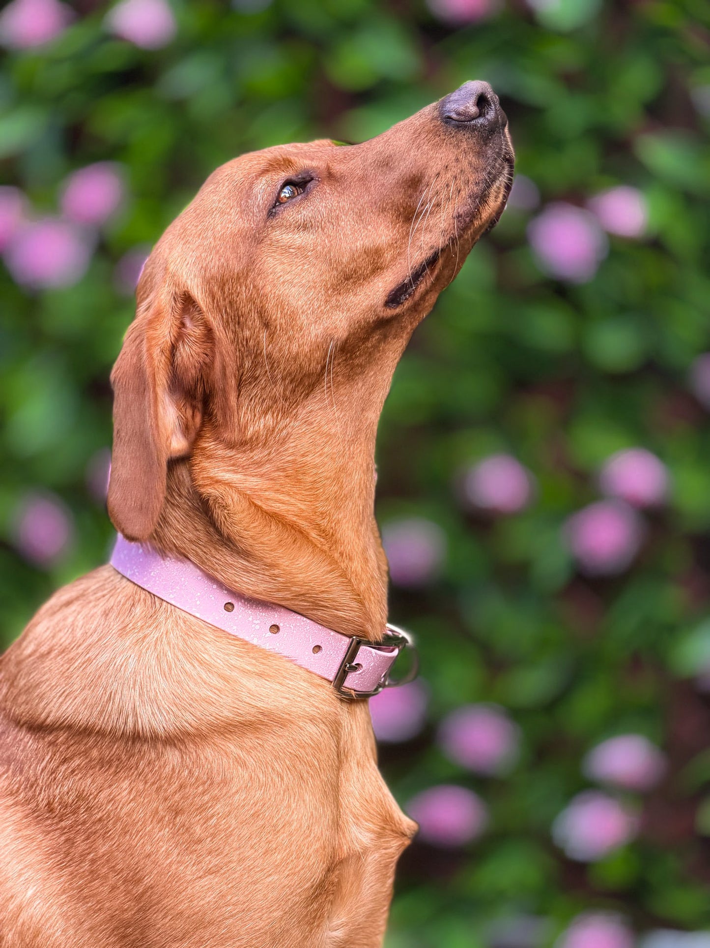 Peony - SS Explorer Collar