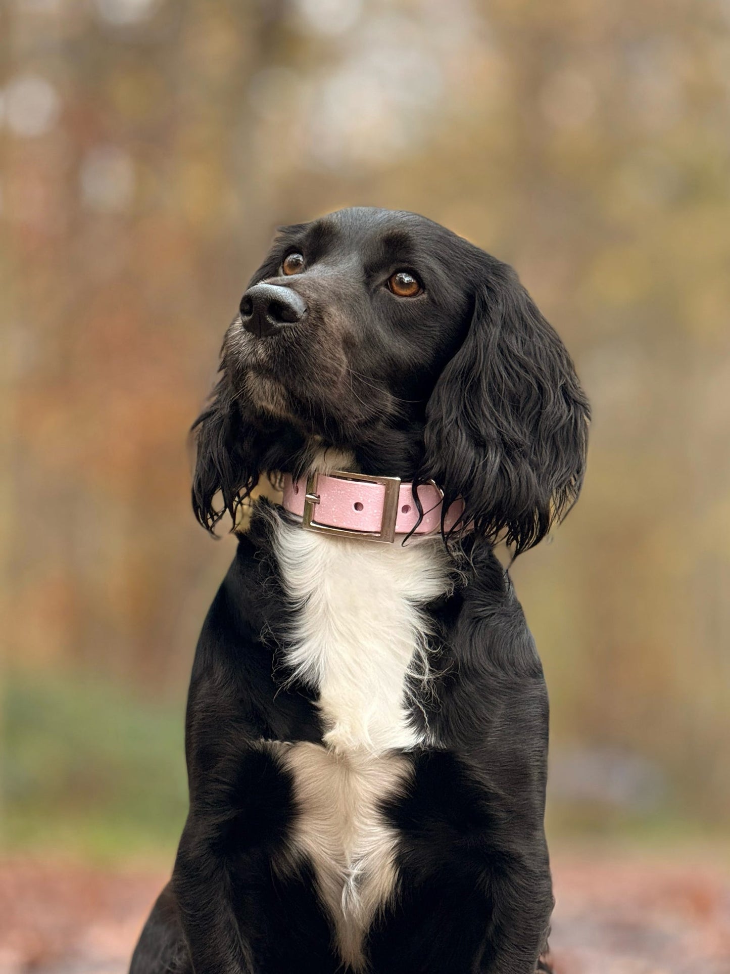 Peony - SS Explorer Collar