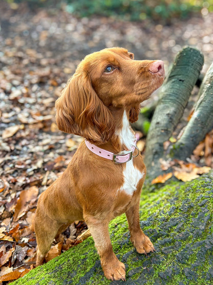 Peony - SS Explorer Collar