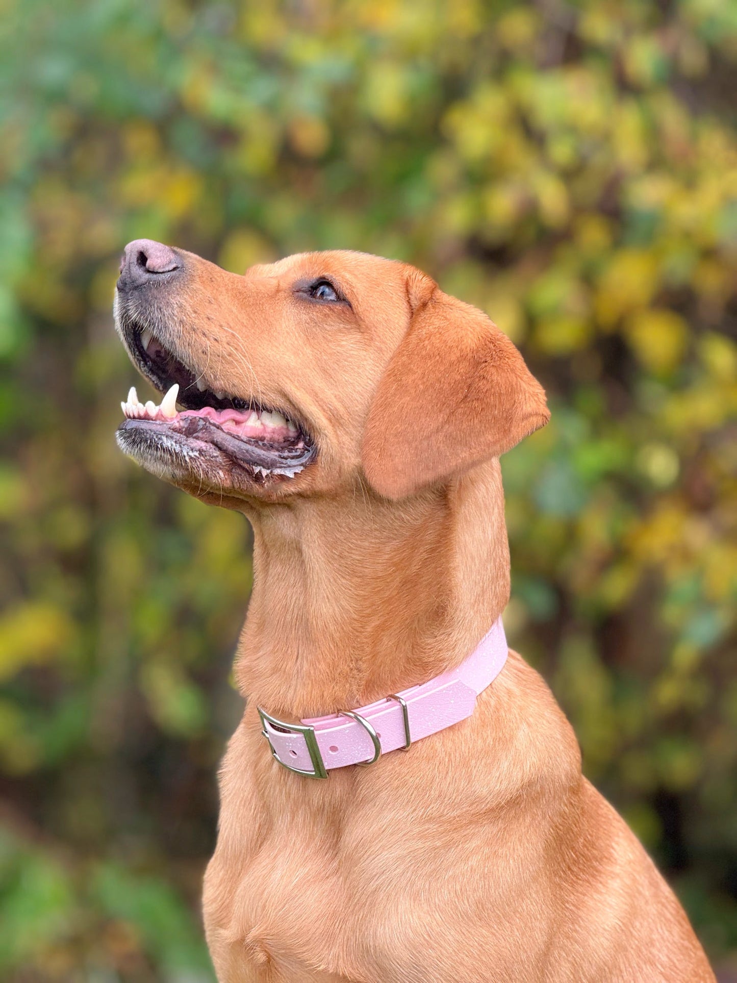 Peony - SS Explorer Collar