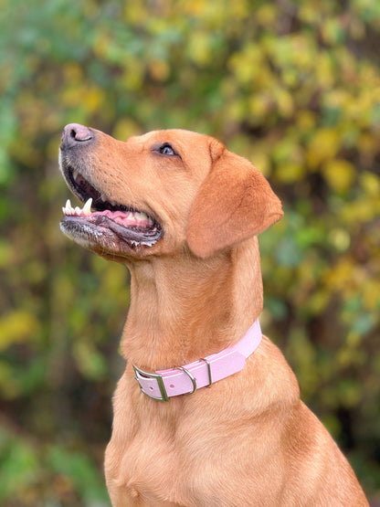 Peony - SS Explorer Collar